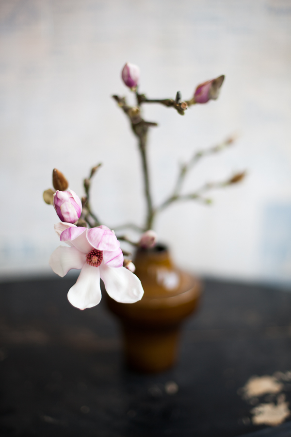 magnolia i vas