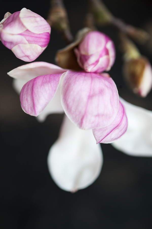 magnolia narbild